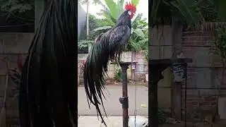 long tail onagadori rooster