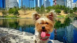 Restaurantes, Hoteles y Lugares PET FRIENDLY en M&eacute;xico 🐕🐩