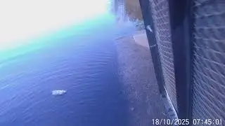 Launching my Pond Prowler 8 with Autoboat Smart Head