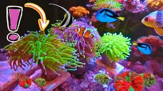 NO WATER CHANGES: Low Maintenance Saltwater Aquarium✅