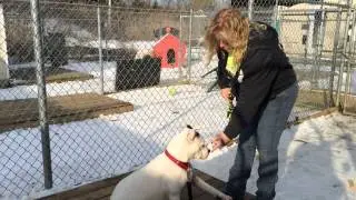 Zora deaf dog