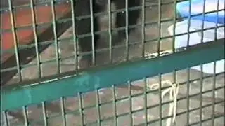 Fauna Foundation - A New Life For Research Chimps, Part 1