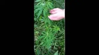Редкое растение! legal drugs (marijuana конопля)!  планокур!  курение_марихуаны (jamaica) гашишь bud