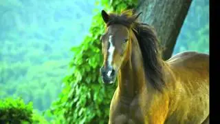 Servant of Peace - In loving memory of Darling (R.I.P)