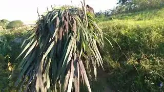 Veja capim elefante roxo substitui o capim-asu?????assista o vídeo até o final