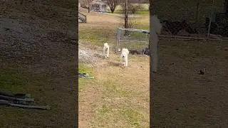 Great Pyrenees Duo #shorts #dogs #greatpyrenees #fluffy #fluffydogs #bigdogs #pets