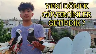 KÜÇÜK CAMBAZ YENİ DÖNEK GÜVERCİNLER GETİRDİK !