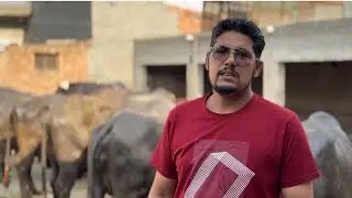 ਪਸ਼ੂ ਸੁਣ ਤੋ ਬਾਅਦ ਦੁੱਧ ਕਿਉ ਨੀ ਵਦ ਰਹੇ ਵੇਖੋ ਪੂਰੀ ਵੀਡੀਓ 🙏 #trending #youtubeshorts #farming #trend