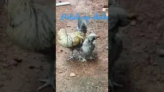 polish cap chicken
