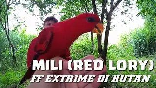 Burung Nuri (Red Lory) Free Fly Extrime di Hutan