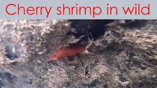 Cherry Shrimp in the wild