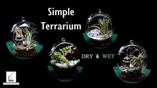 DRY AND WET TERRARIUM IN FOUR OUTLOOK  #airplants #terrariumdesign #terrariums #plantedcreek