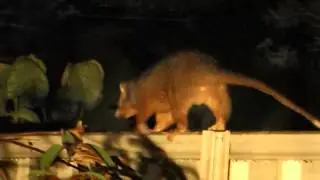 Possum