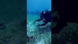 Juvenile French Angel Fish at Sunset Reef