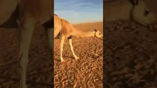 Ужасающие видео, которые вам стоит посмотреть #тренды #страшно #бешенство