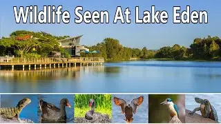 Wildlife Seen At Lake Eden
