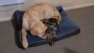 Cat and dog sleeping together