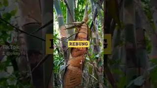 rebung 🎍 #camping #waterfall #rebung #bambu