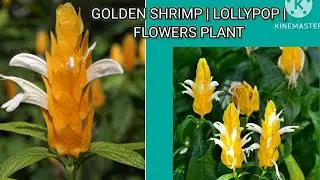 Perennial golden shrimp | yellow shrimp | lollypop plant
