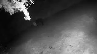 Black Bear in Brooktrails Ambling Away with Garbage Bag