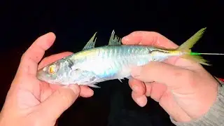 夜にイカ釣りしてたら高級魚釣れた。
