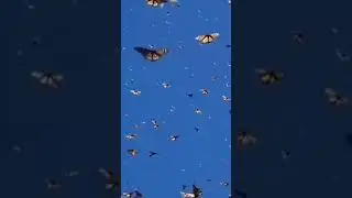 Грандиозная миграция бабочки Данаида-монарх