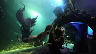 Mermaid Show!😳 Real Mermaid in an Aquarium with Sharks!😳 Diving Freediving Aquarium zoo | SeaLife