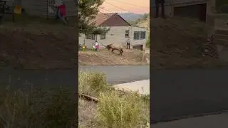 A family ignoring pleads to not approach a bull elk that was pursuing a cow during rut season.