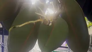 Propagated plant