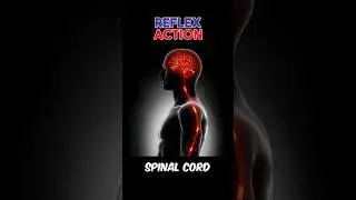 REFLEX ACTION #reflexaction#reflex#reflex_action || WHAT IS REFLEX ACTION #shorts#viral#trending
