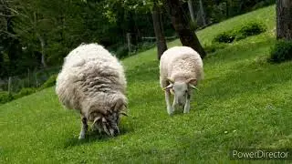 Sheep ! Meadow ! Grass ! Pasture #qualifiedindian_yt