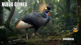 NUEVA GUINEA: Un Para&iacute;so de AVES | Documental Episodio 1