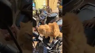 Ginger colour female  Persian cat 🐈