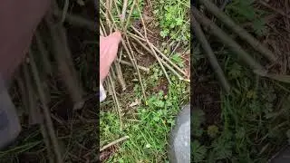 Growing Willows From Cuttings: Straight in the Ground #propagation #garden #homestead #farmlife