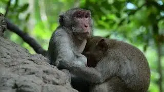Monkey jane and son jonna #51 #Monkeys