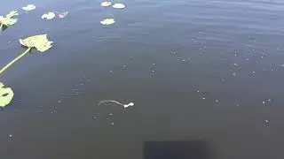 Whirligig Beetles in 60 Seconds