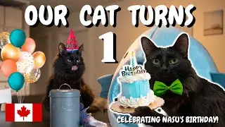 Presents for Our Cat | Nasu's 1st Birthday Gift Haul