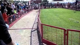 Noah at Pig Races