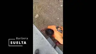 BATIDA DE JABALI Y CORZO EN BARBERA