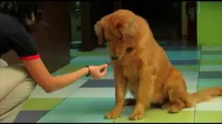 My 7-Month Old Golden Retriever Lexi (HD)
