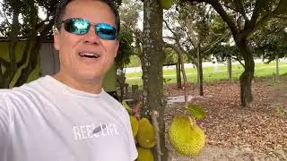Tropical fruits in Florida at Vietnamese fruits garden