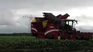 bieten rooien met grimme maxtron 620 met fendt 720 vario met een stronga BL851 kipper