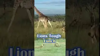 Львы против жирафов: смертельно длинные ноги #natureonlymedia #lions