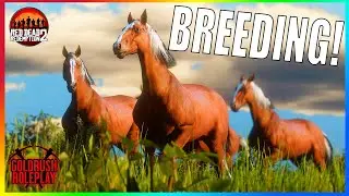 HORSE BREEDING! | Red Dead Redemption 2 Roleplay (Goldrush RP)