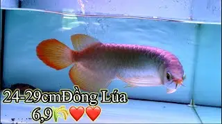 24-29cm ĐỒNG LÚA 6,9🌾❤️🥰 - CÁ RỒNG VIỆT NAM AROWANA |111