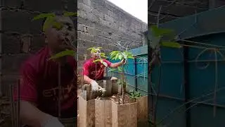 so that the durian tree continues to grow