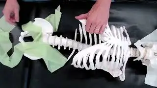 Глубокая лимфатическая перезагрузка органов