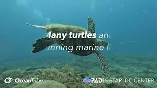 Scuba Dive Diani with Ocean Tribe- PADI 5 Star IDC Centre in Diani Beach, Kenya