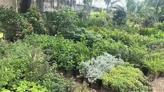 All Flower plants-60/-ea and all types of fruit plants 120/-,150/-  at this nursery (LOTHUKUNTA),hyd