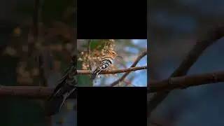 Hoopoe (hudhud) bird voice for sleep 💤|Nature with relaxation